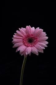 Download Gerbera Flowers Isolated On Black Background For Free Pink Flower Photos Flower Background Iphone Flowers Black Background