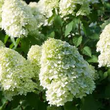 Held upright, they are well distributed, making a very attractive plant and display. Hydrangea Paniculata Limelight Caragh Nurseries