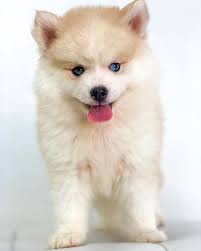 Cuccioli di Pomsky in adozione Cuccioli maschi e femmine che hanno bisogno  di una nuova casa amorevole amichevole. Sono vaccinati, tutte le pratiche  burocratiche disponibili. Non sono ancora sterilizzati né castrati. Sono