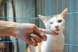 Mimpi kucing makan tikus merupakan refleksi kehidupan. Tips Jitu Menenangkan Kucing Yang Marah Halaman All Kompas Com