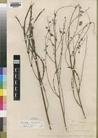 Image result for Aeschynomene nyassana