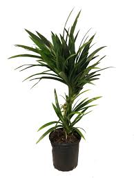 The pandan plant also requires sufficient moisture level in the soil. Pandan Spice Plant Amaryllifolius Pandanus Indoors Out Live Plant 8 Pot Walmart Com Walmart Com