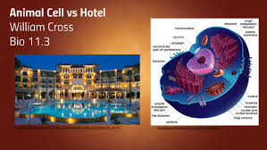 A cell analogy for a kitchen could be easily explained. Cell Analogy Project Animal Cell Vs Hotel By Will Cross