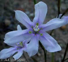 Image result for Moraea natalensis