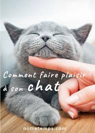 Epingle Sur Chat
