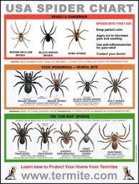Free Spider Identification Chart Helpful Hints For The