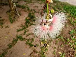 Image result for Lecythidaceae