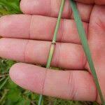 Image result for Eragrostis atrovirens