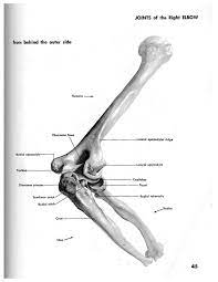 Pin Di Magor Vagyok Su Drawing Tutorials The Human Skeleton System Human Anatomy Study