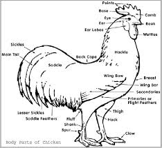 95%(74)95% found this document useful (74 votes). Body Parts Of Chicken All You Need To Know About Different Body Parts