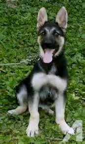 Sable Black And Cream German Shepherd Pin On Manes And Tails