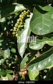 Image result for Antidesma venosum