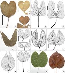 Image result for Aphanocalyx richardsiae