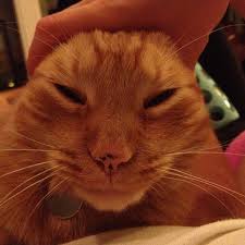 Cat Turned Alien Or Cat Who Loves A Good Ear Petting Session You Be The Judge Jtotc In 2020 Pets Cats Animals