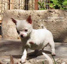 Pin On Group Chihuahuas Best Dog Breed Ever