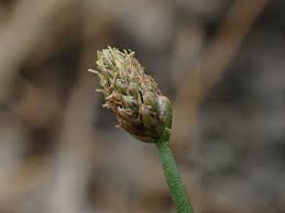 Image result for Eleocharis atropurpurea