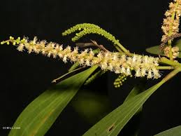 Image result for Polystachya