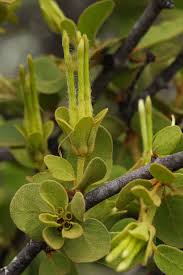 Image result for Erianthemum dregei