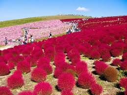 This Item Is Unavailable Planting Flowers Burning Bush Plants