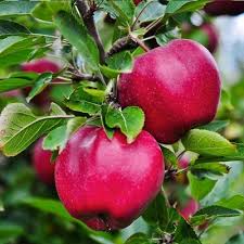 How to use pink pearl apple tree in the landscape Apple Trees Everything You Ever Wanted To Know Fastgrowingtrees Com