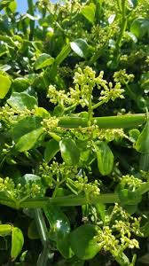 Image result for Cissus quadrangularis