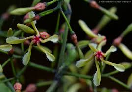 Image result for Alafia caudata