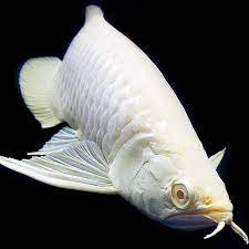 Primitive Fish V Instagram Albino Arowana Double Tap Comment Below Fol 2020