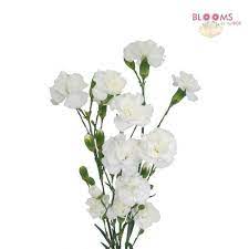 Mini Carnations White Mini Carnations Wholesale Flowers Carnation Flower