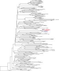 Image result for Carex chlorosaccus