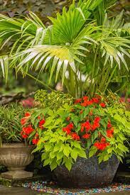 No Fail Tropical Container Garden Combinations Container Gardening Container Gardening Flowers Container Plants