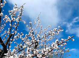 These trees are sometimes called, prunus mume, that name referring to the latin, horticultural classification. Apricot Tree In Bloom Photograph By Will Borden