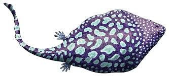 Image result for Diplolophium