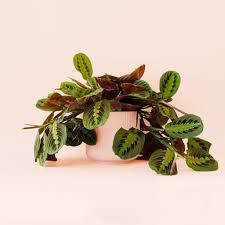 Image result for maranta