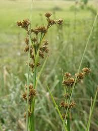 Image result for Cladium mariscus
