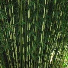 Fargesia Robusta Pingwu Umbrella Bamboo Pingwu In Gardentags Plant Encyclopedia
