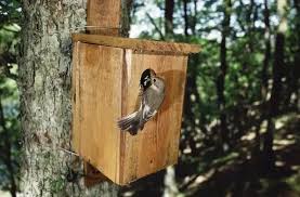 Image result for Flyte Blackbird Nest Box
