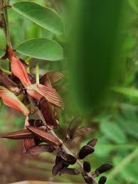 Image result for Indigofera bainesii