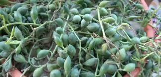 Tips on how to get rid of cactus mealybug. How To Control Fungus Gnats On Your Succulents World Of Succulents