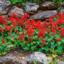Amazon.com : Outsidepride Perennial Salvia Coccinea Sage Scarlet Wild  Flowers Attracting Beneficial Insects & Hummingbirds - 5000 Seeds :  Flowering Plants : Patio, Lawn & Garden