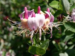 To revisit this article, select my account, thenview. Geissblatt Geissschlinge American Beauty Lonicera Heckrottii American Beauty Baumschule Horstmann