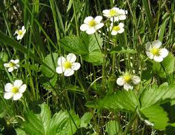 The fruits are easy to pick because they are robust and the plants have long sturdy inflorescences. Fragaria Vesca Wild Strawberry Identification Distribution Habitat