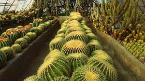 Check spelling or type a new query. Pine View Nursery Kalimpong I Exotic Collection Of Rare Cactus Youtube