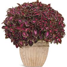 Image result for Coleus goetzenii