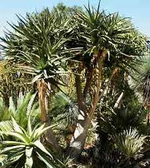 Image result for Aloe bukobana
