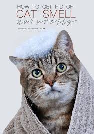 Check spelling or type a new query. How To Remove Cat Urine Smell Naturally Five Spot Green Living