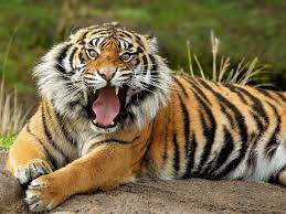 Tiger Wild Animals Jpg 1920 1440 Pet Tiger Sumatran Tiger Wild Tiger