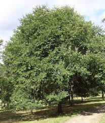 Treebeard especially noted the elm woods of ossiriand, to the east of beleriand … Japanese Elm Tree Facts Tips On Growing Japanese Elm Trees