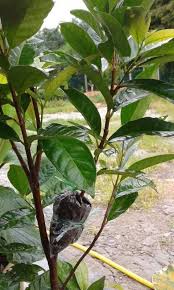 See more of daun serai on facebook. Beza Antara Serai Kayu Mini Kebun Belakang Rumah Facebook