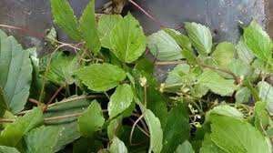 Image result for Cyphostemma adenocaule