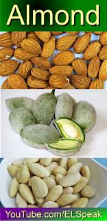 Check spelling or type a new query. Almond Fruit List Fruits Name In English Edible Seeds